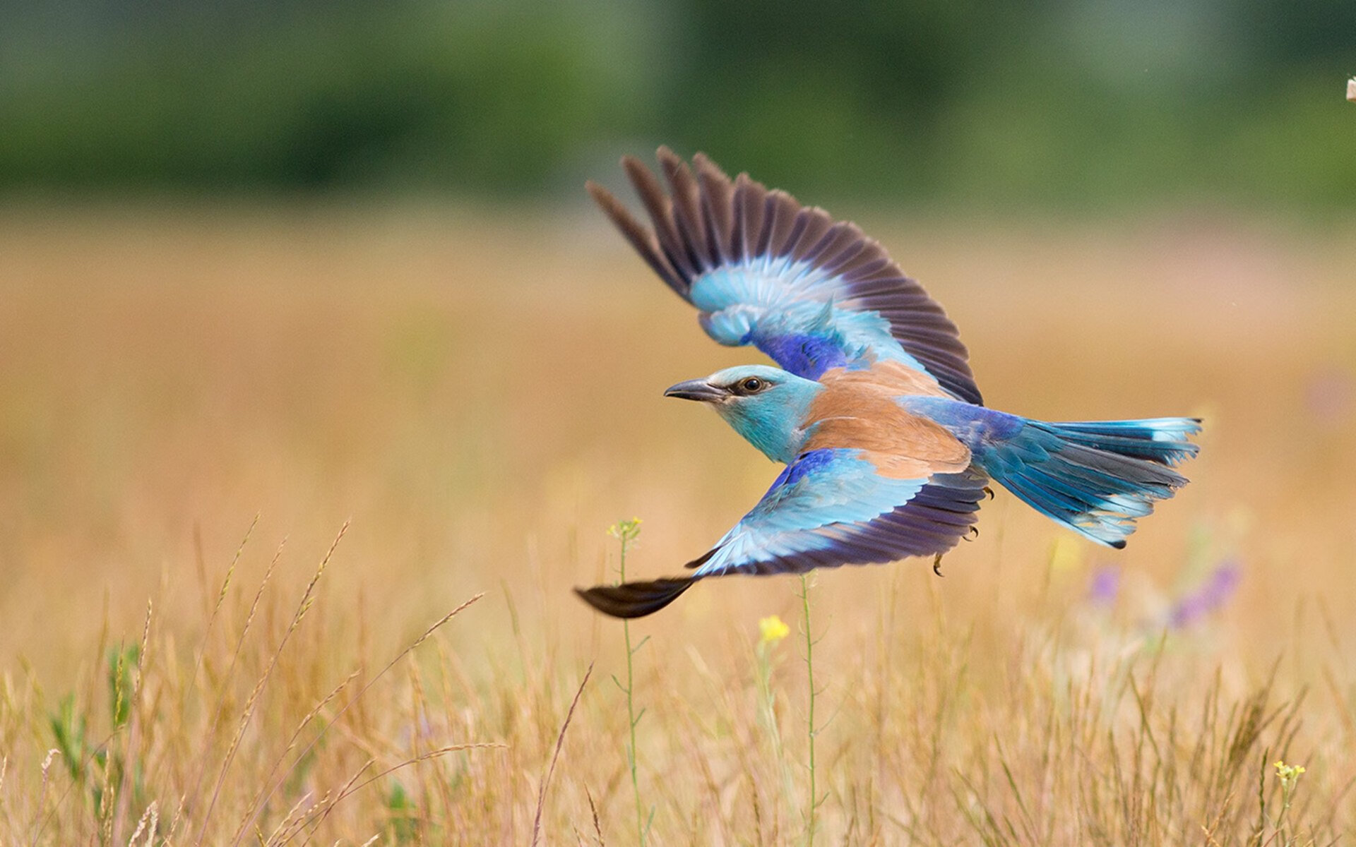 国家队技战术不匹配青年梯队训练模式，国家队技能顺序