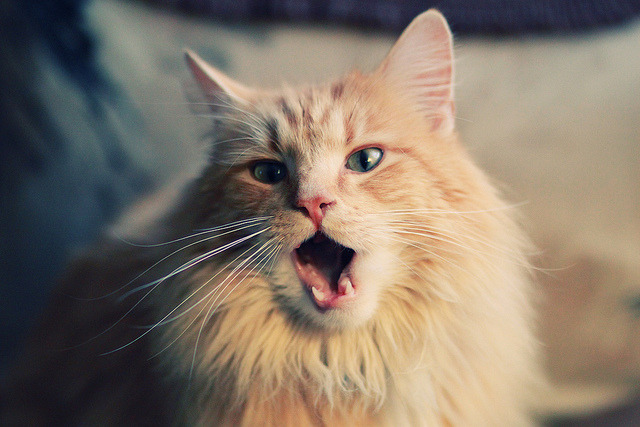 女子混合泳突破自我 逆风翻盘，女子混合泳决赛