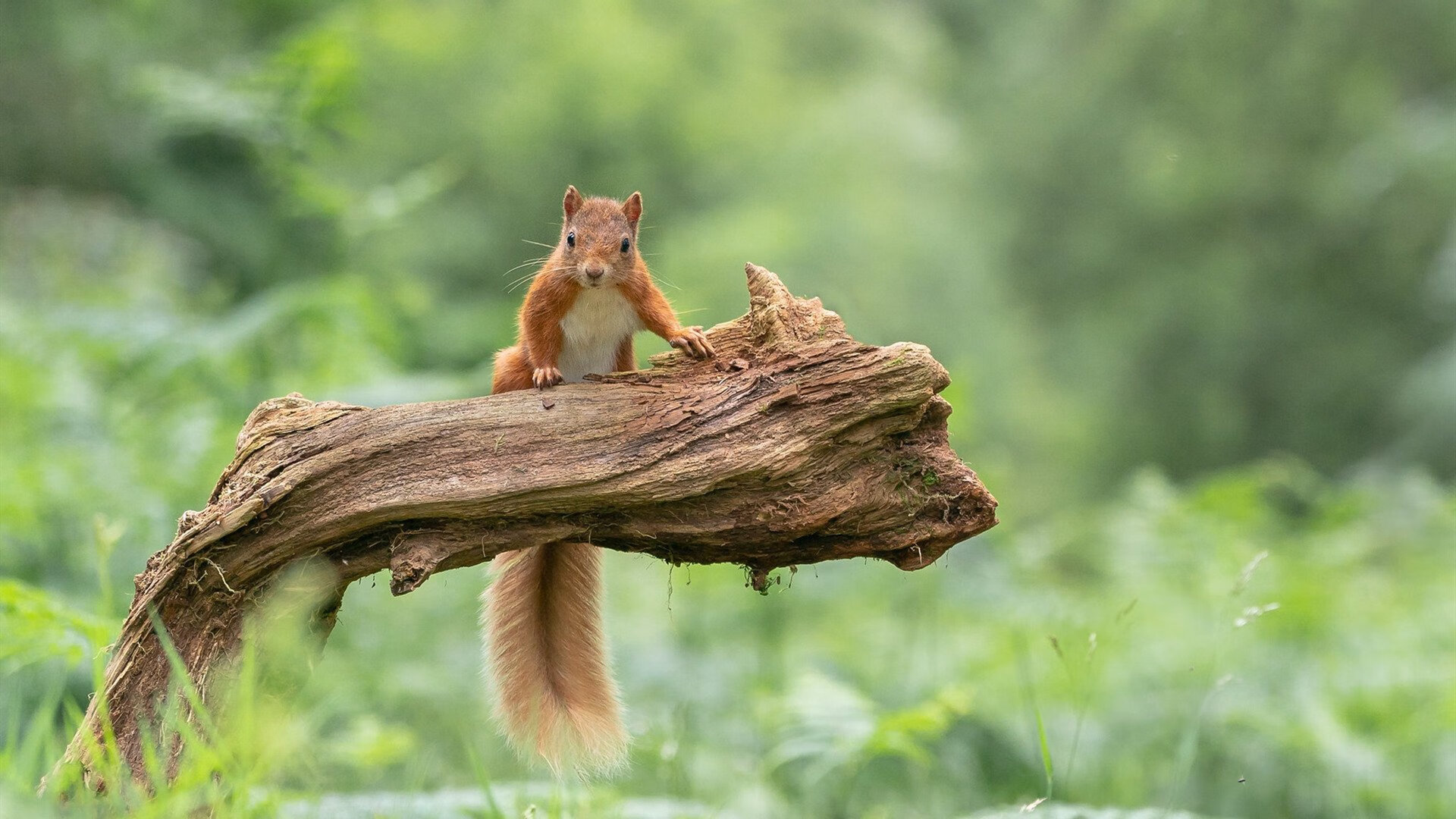 拜仁继续展现强大主场统治力，维持争冠势头。，拜仁全场