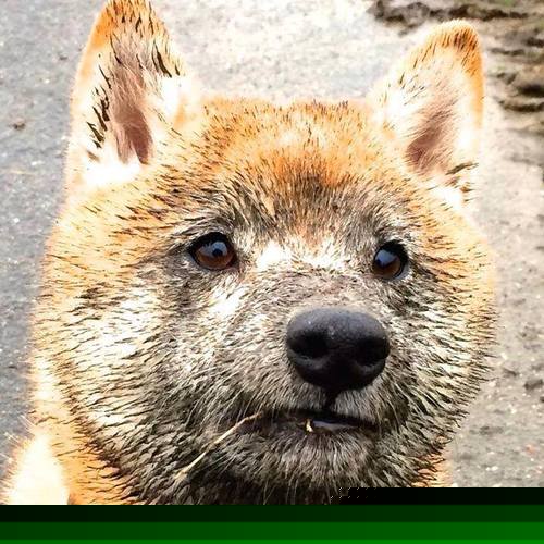 新加坡队未来的发展战略：如何通过合理人员配置提升整体实力，新加坡现役