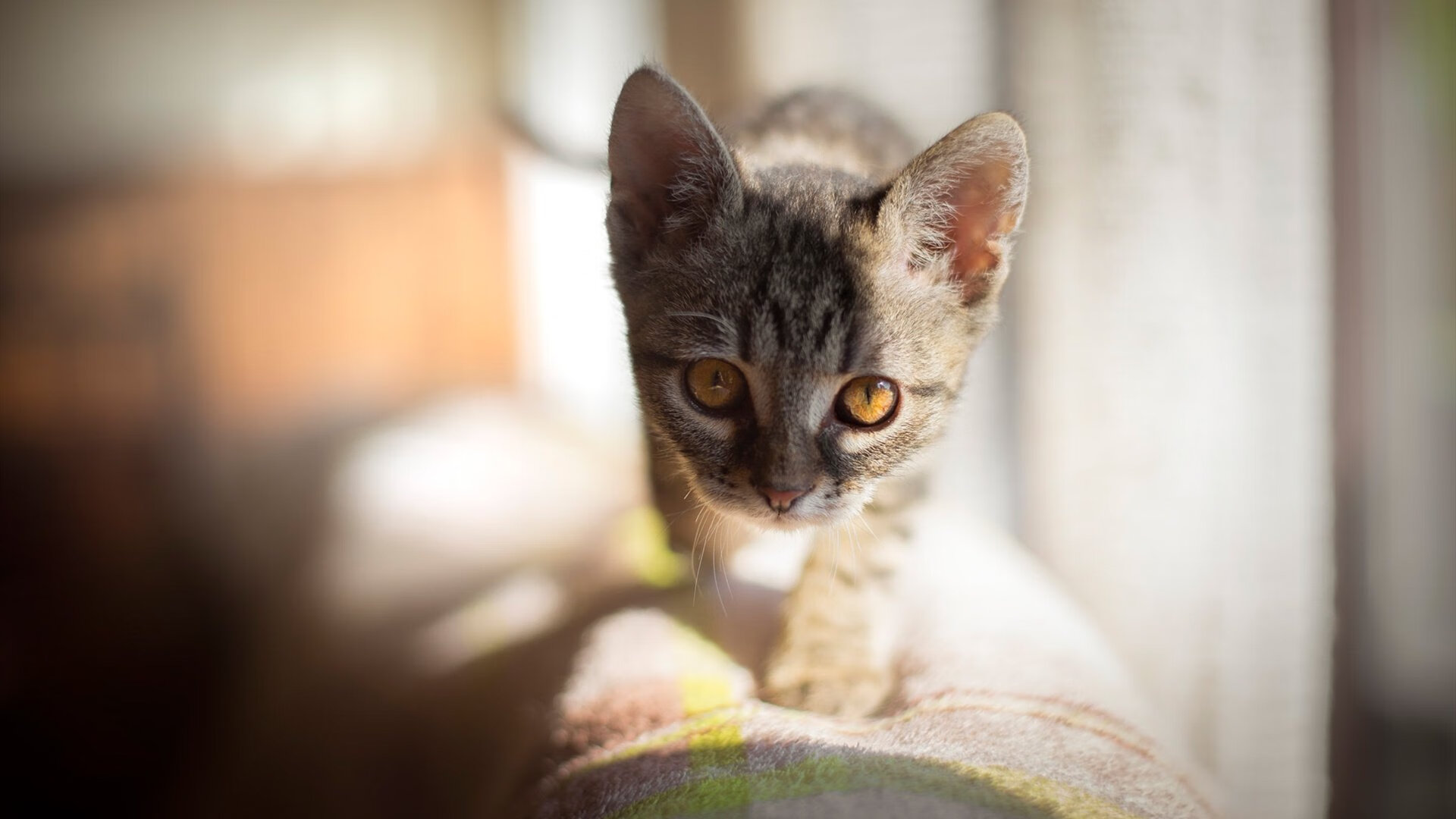 CBA俱乐部重视年轻球员比赛经验积累促进全面成长,cba俱乐部工作人员