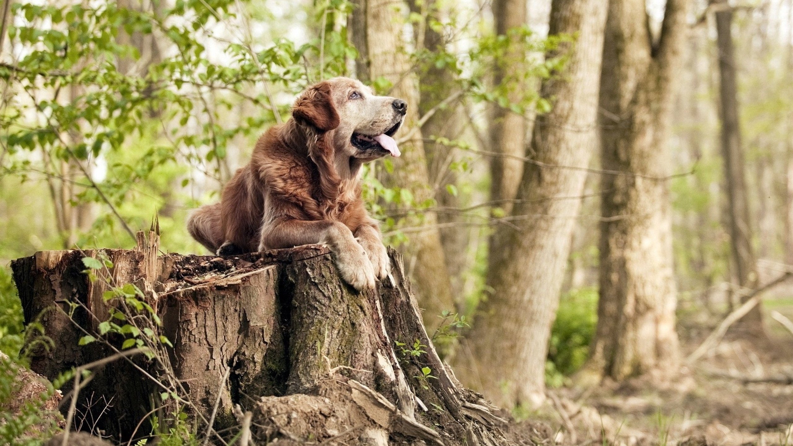 东契奇表示保持侵略性是赢球关键,东契奇太牛了