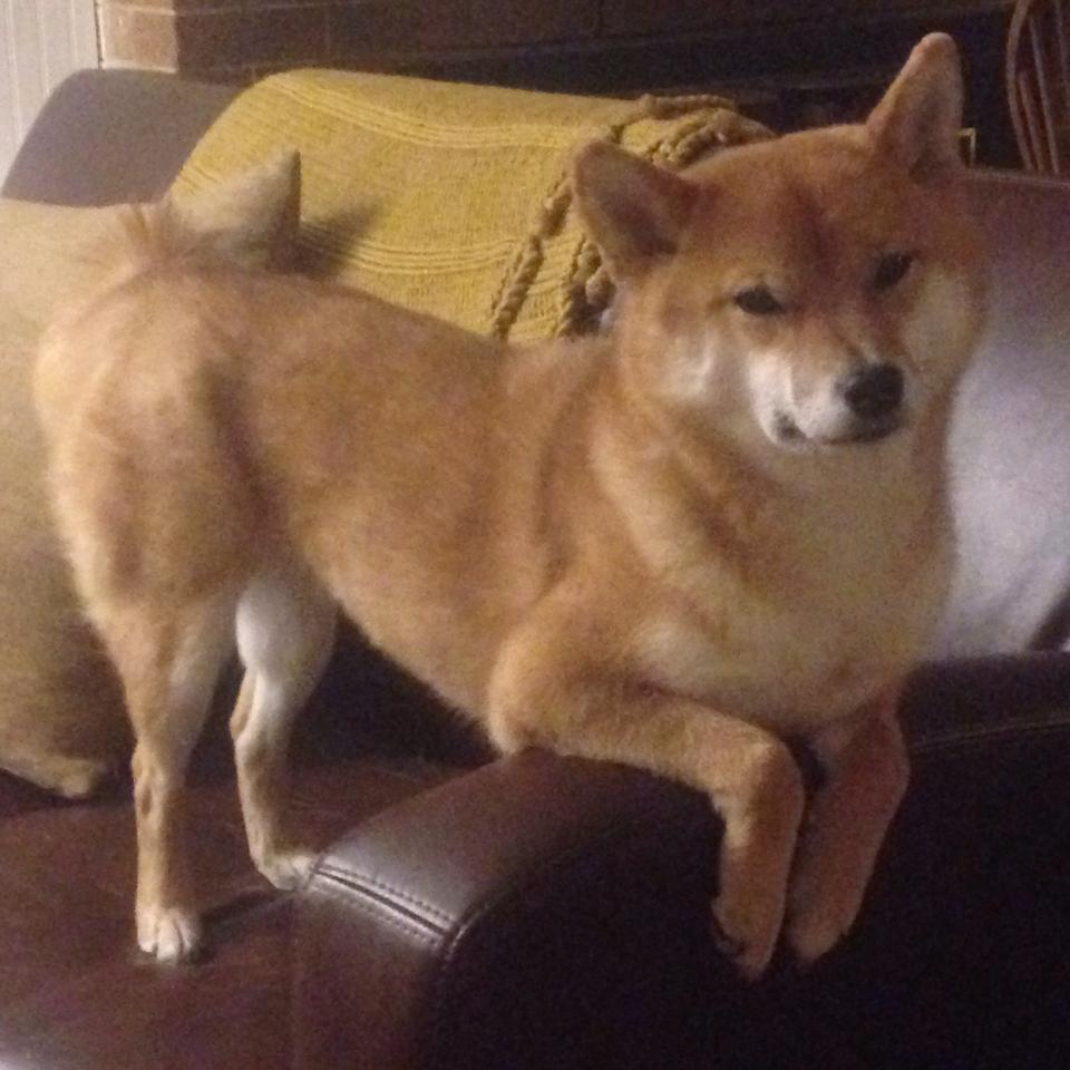 乔·波尔曼精准的长传与突破创造出更多进攻机会，乔波伊是谁