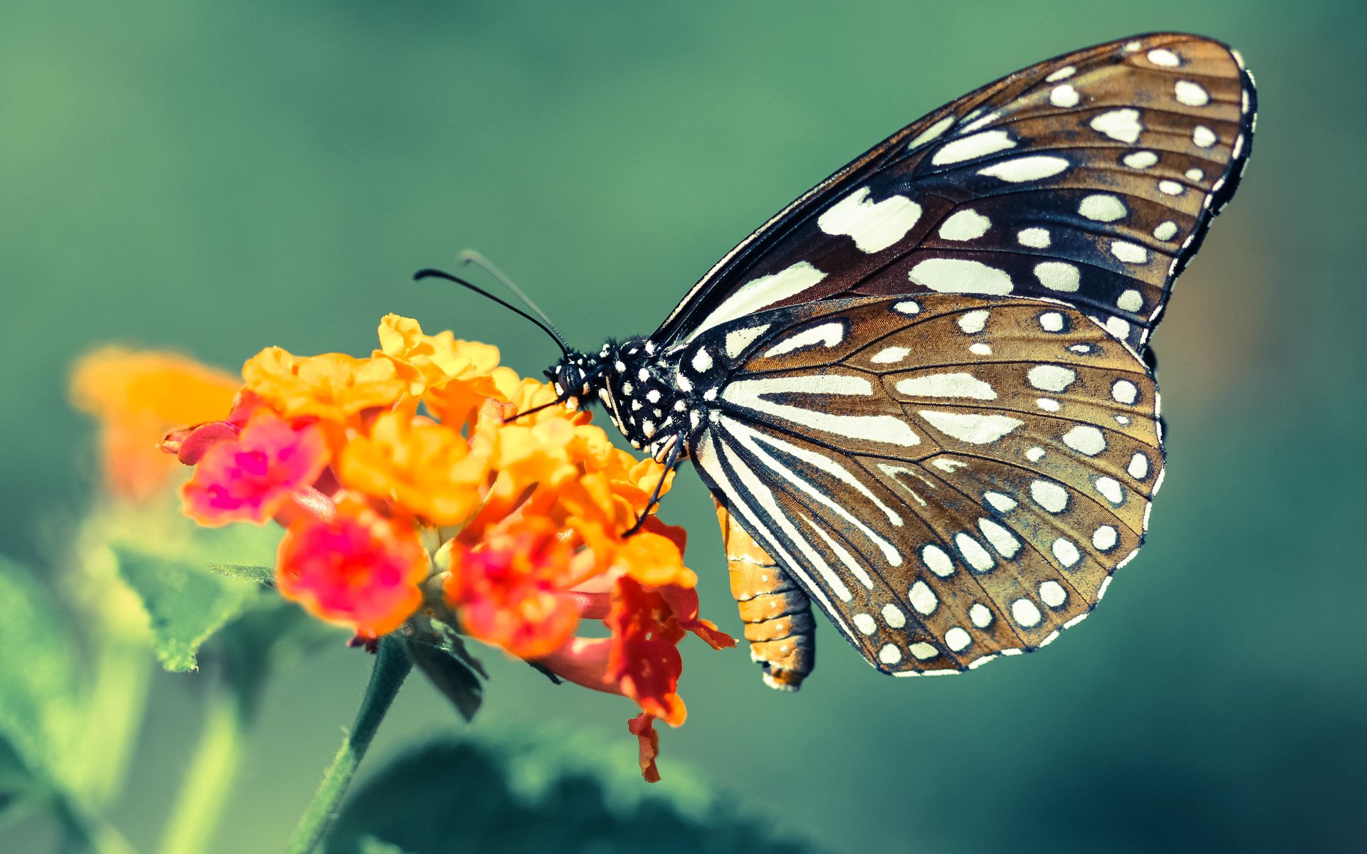 开云体育链接-塔图姆内外开花凯尔特人轻取森林狼，塔图姆与凯尔特人合同